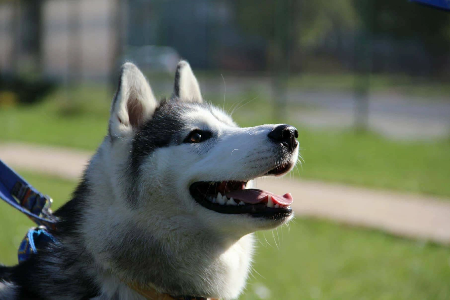 Pies rasy husky na spacerze szkoleniowym – przykład psa biorącego udział w indywidualnych konsultacjach behawioralnych w Kroczycach