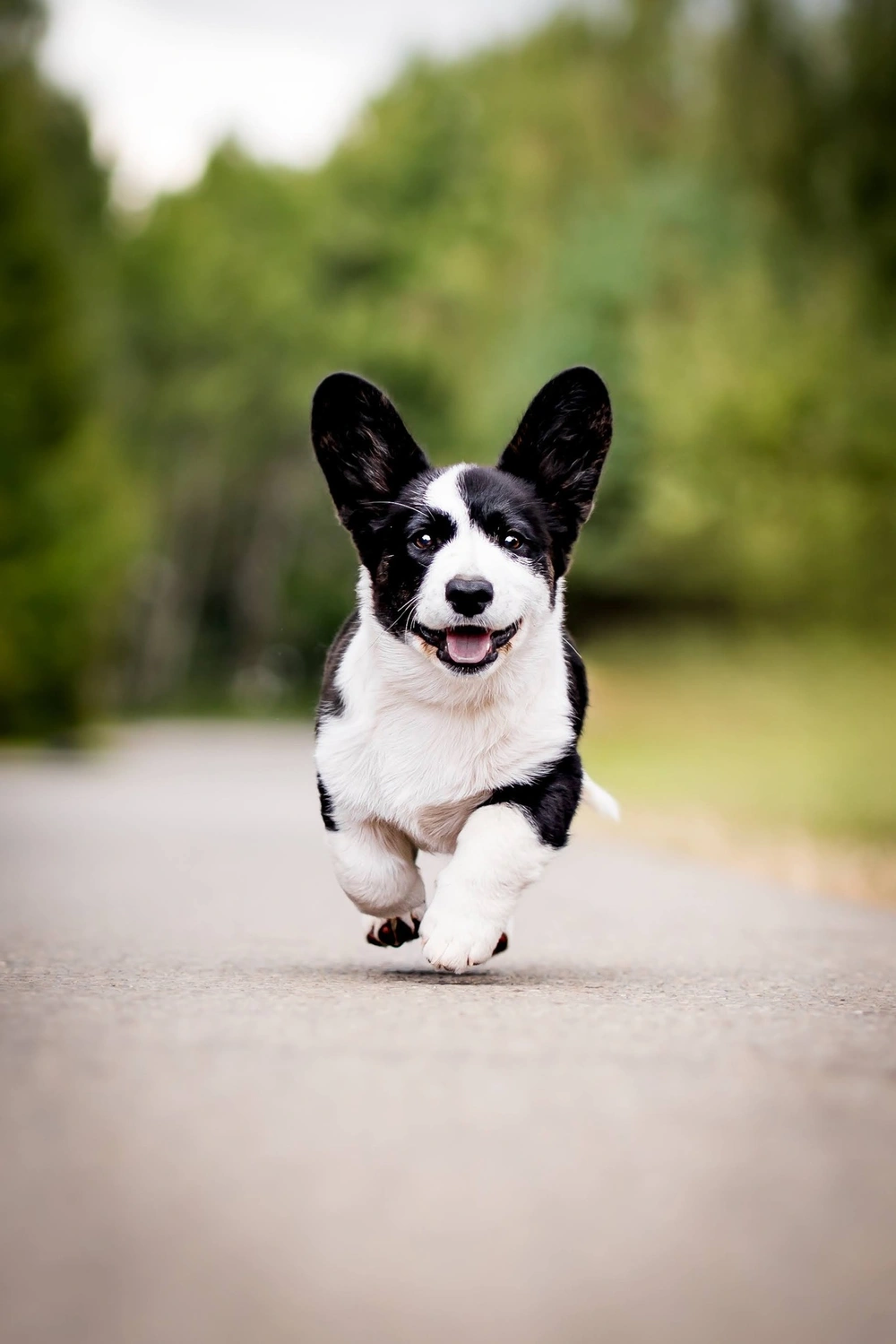 Szczeniak corgi idący na szkolenie psów w Kroczycach, okolice Częstochowa i Katowice.