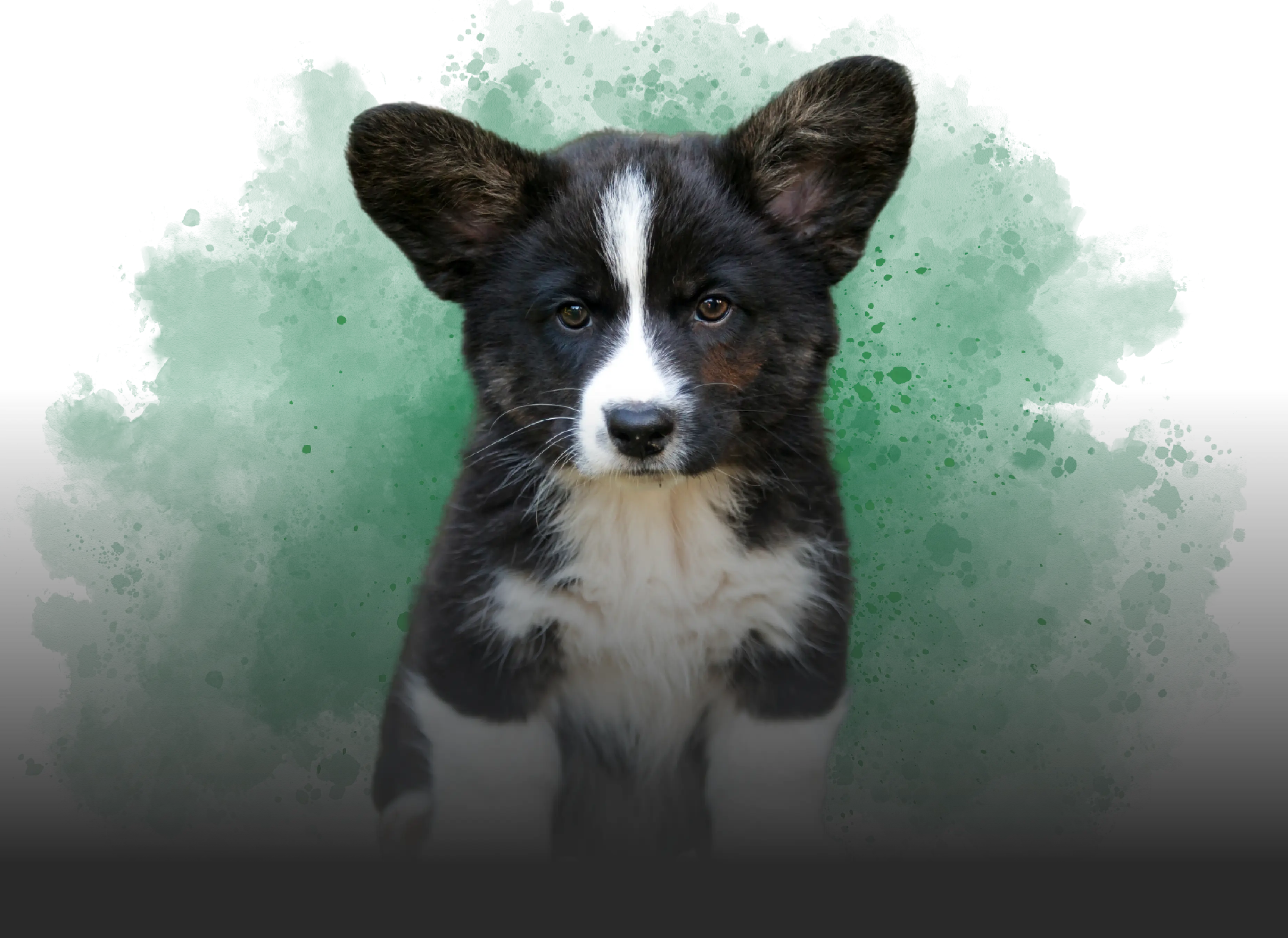 Młody pies rasy Corgi – uczestnik szkoleń dla szczeniąt prowadzonych w szkole dla psów w Kroczycach