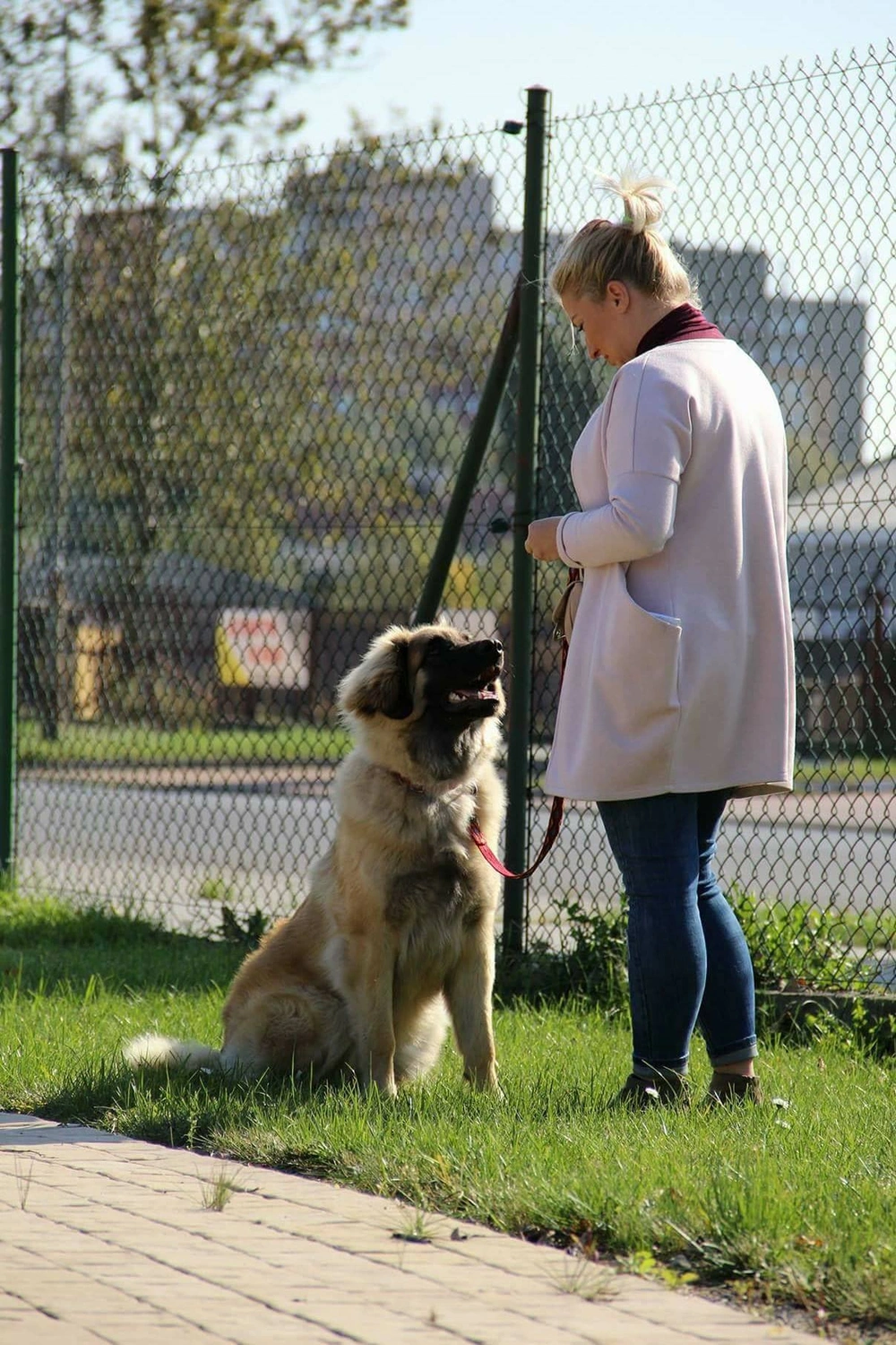 Pies podczas indywidualnych konsultacji behawioralnych w szkole dla psów – praca z opiekunem nad niepożądanymi zachowaniami