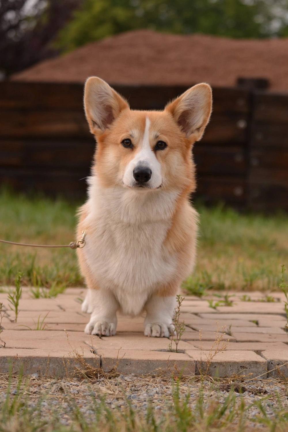 Pies rasy Welsh Corgi Cardigan podczas kursu indywidualnego – nauka w domowym otoczeniu z trenerką z Kroczyc